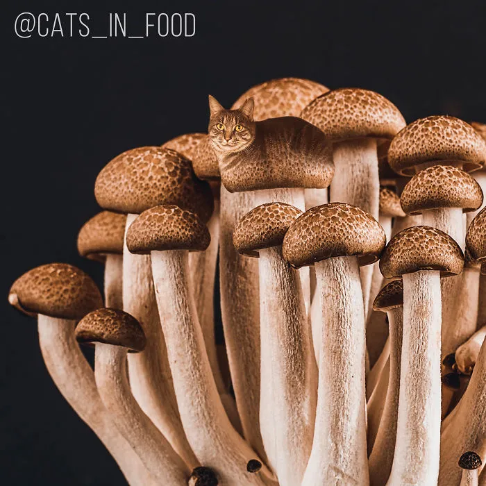 I Started Photoshopping Cats Into Food, And Somehow Ended Up Getting 74,000 Followers On Instagram
