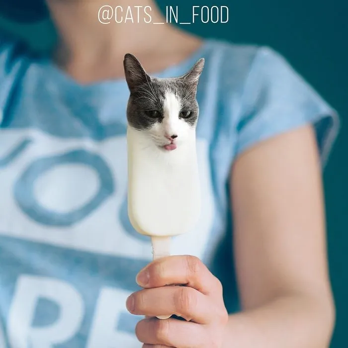 I Started Photoshopping Cats Into Food, And Somehow Ended Up Getting 74,000 Followers On Instagram