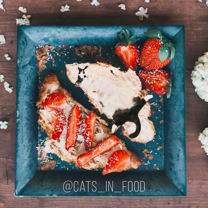 I Started Photoshopping Cats Into Food, And Somehow Ended Up Getting 74,000 Followers On Instagram