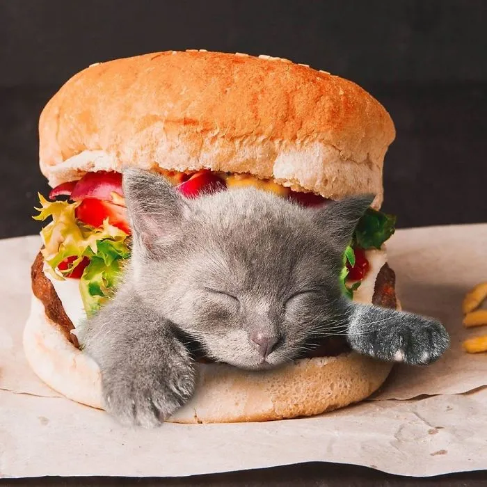 I Started Photoshopping Cats Into Food, And Somehow Ended Up Getting 74,000 Followers On Instagram