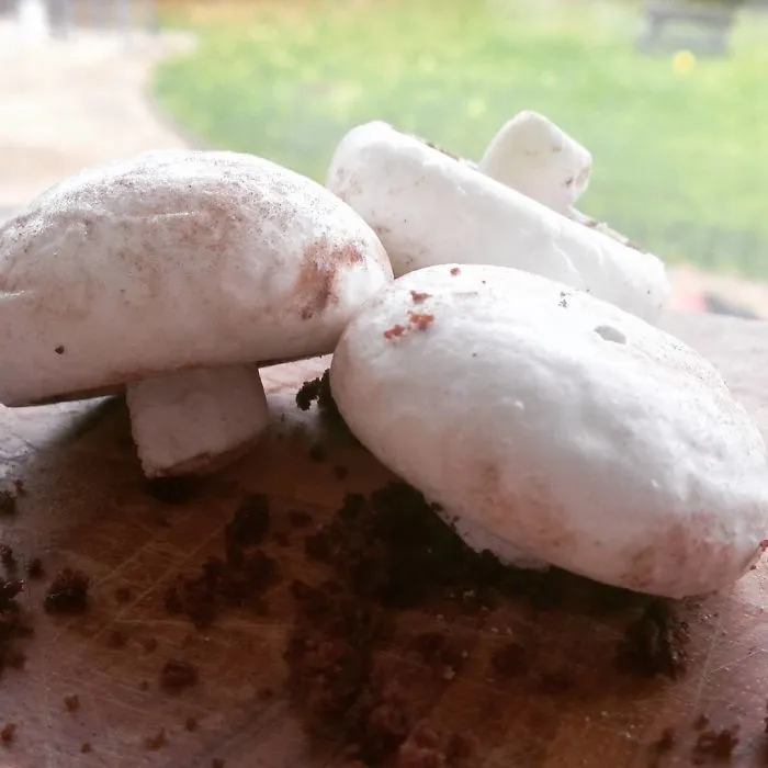 Dulces de coco en forma de champiñón