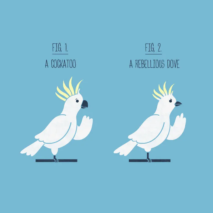 Cuckatoo Or Rebel Dove