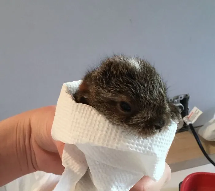 I Run A Small Animal Rescue: This Is What I See Every Day
