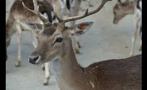 We Were Feeding A Beautiful Deer