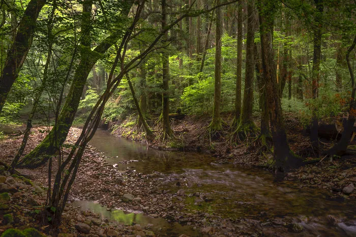 The Forests