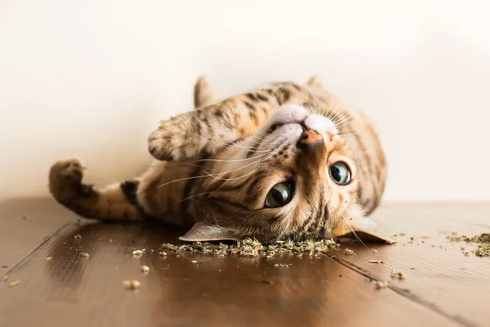 Hago fotos a gatos puestos de nébeda, y es muy divertido (19 imágenes)