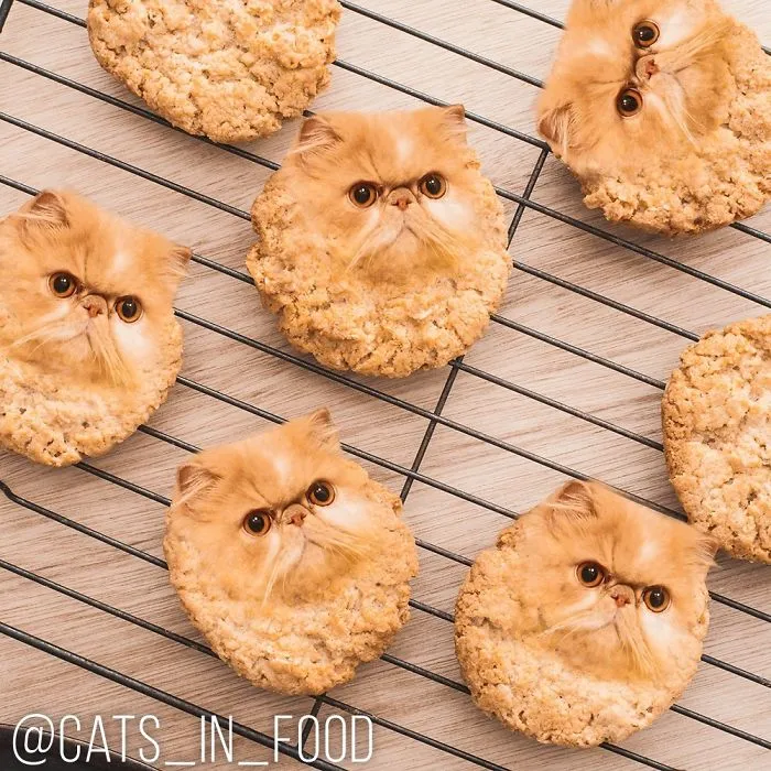 I Started Photoshopping Cats Into Food, And Somehow Ended Up Getting 74,000 Followers On Instagram