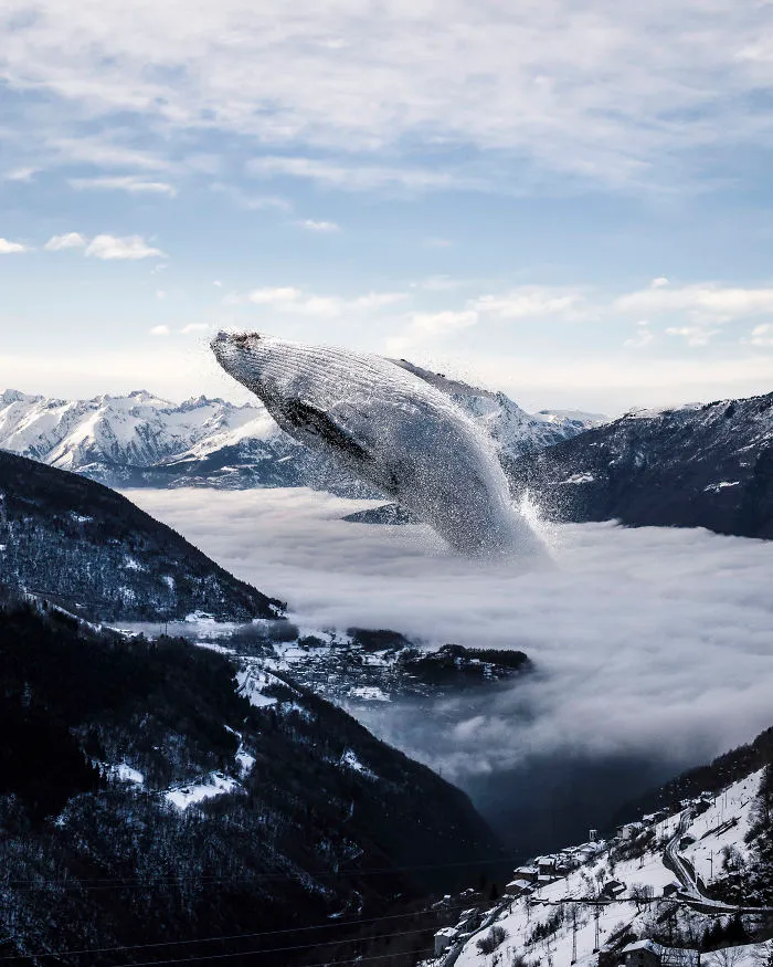 Fogwhale