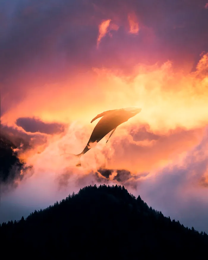 Fly
