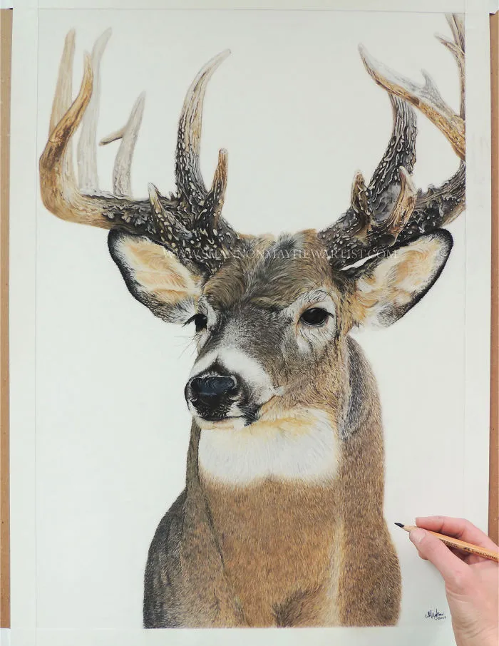I Create Hyperrealistic Pencil Drawings Of Animals, Here Are 19 Of Them