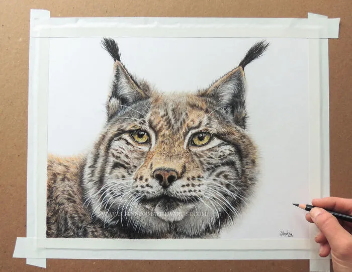 I Create Hyperrealistic Pencil Drawings Of Animals, Here Are 19 Of Them
