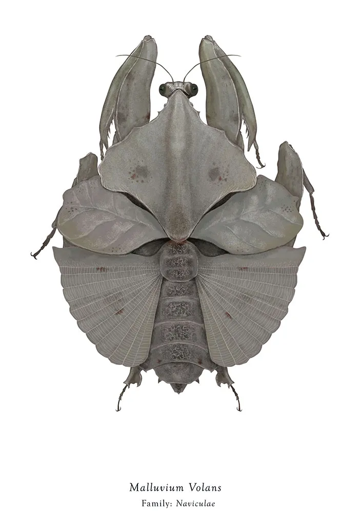 Artist Mutates Insects To Resemble Star Wars Characters – How Many Do You Recognize?