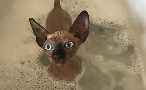 I Gave My New Kitten A Bath And He Was Not Amused