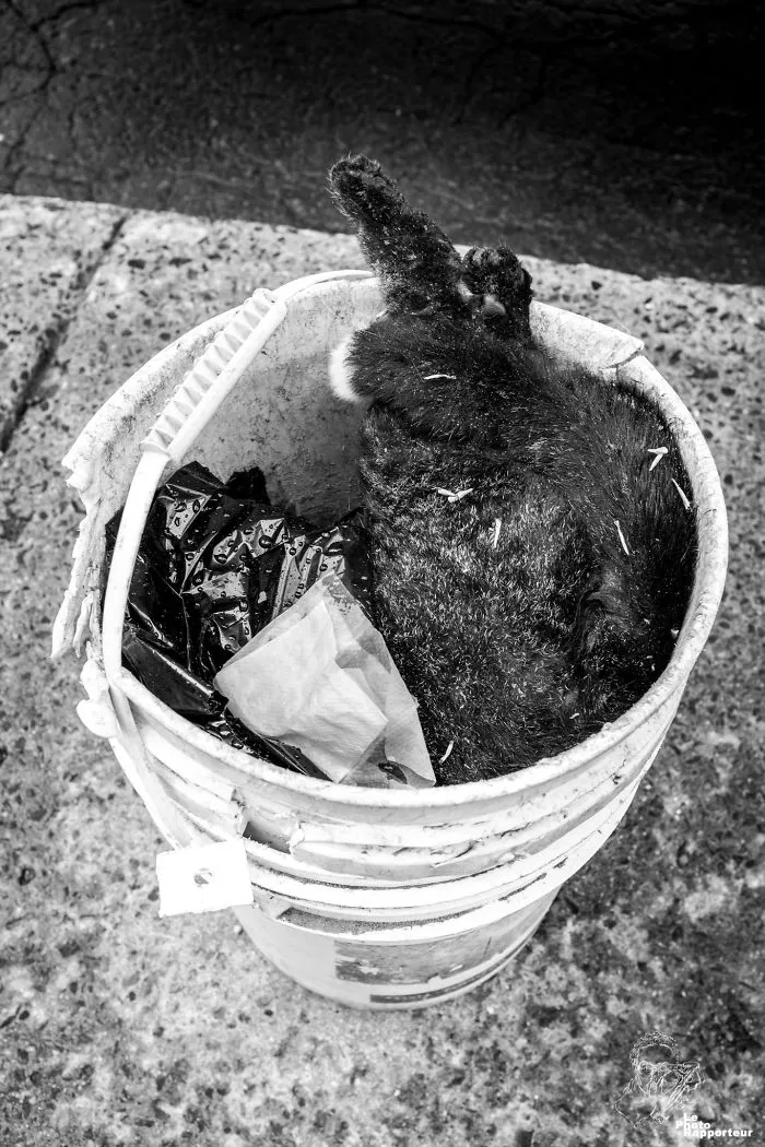 On Tuesday, May 15th 2018 At 11:25am, A Cat Who Had Used Up All Of His Nine Lives Was Rotting In A Bucket Sadly Abandoned On The Sidewalk