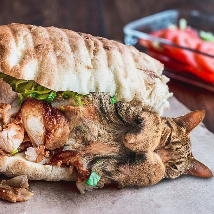 I Started Photoshopping Cats Into Food, And Somehow Ended Up Getting 74,000 Followers On Instagram
