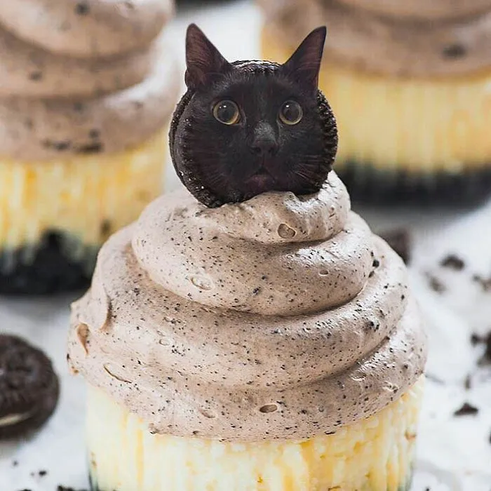 I Started Photoshopping Cats Into Food, And Somehow Ended Up Getting 74,000 Followers On Instagram