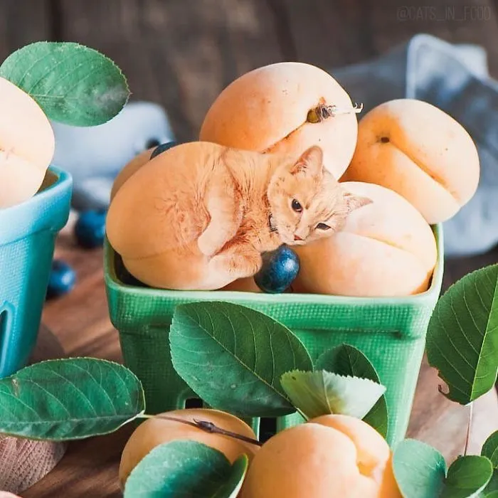 I Started Photoshopping Cats Into Food, And Somehow Ended Up Getting 74,000 Followers On Instagram