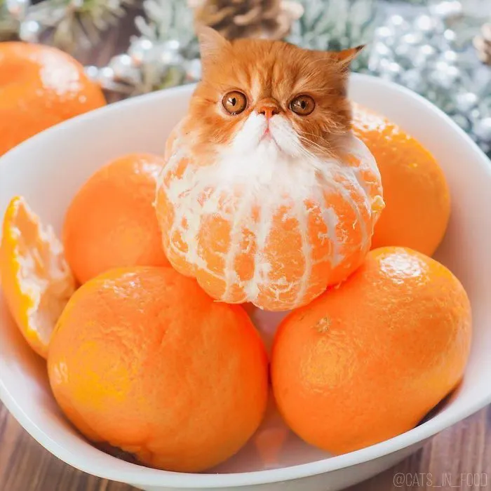 I Started Photoshopping Cats Into Food, And Somehow Ended Up Getting 74,000 Followers On Instagram