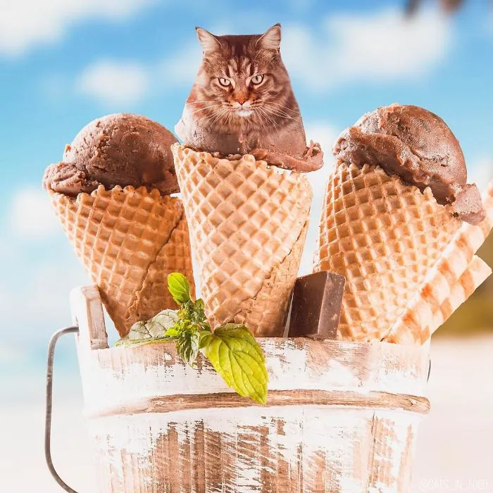 I Started Photoshopping Cats Into Food, And Somehow Ended Up Getting 74,000 Followers On Instagram