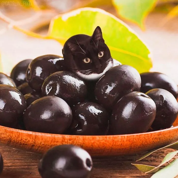 I Started Photoshopping Cats Into Food, And Somehow Ended Up Getting 74,000 Followers On Instagram