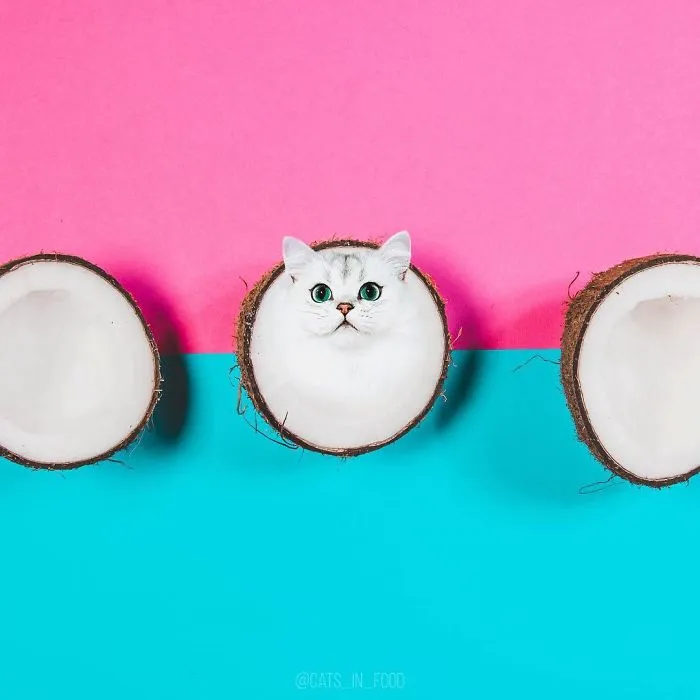I Started Photoshopping Cats Into Food, And Somehow Ended Up Getting 74,000 Followers On Instagram