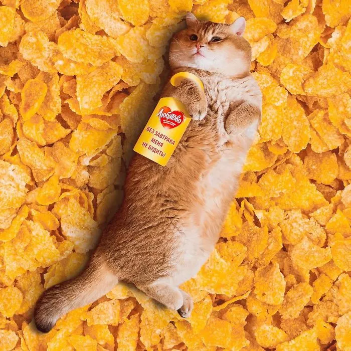 I Started Photoshopping Cats Into Food, And Somehow Ended Up Getting 74,000 Followers On Instagram