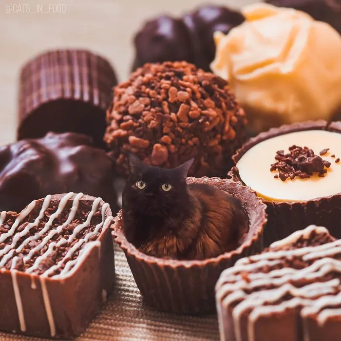 I Started Photoshopping Cats Into Food, And Somehow Ended Up Getting 74,000 Followers On Instagram