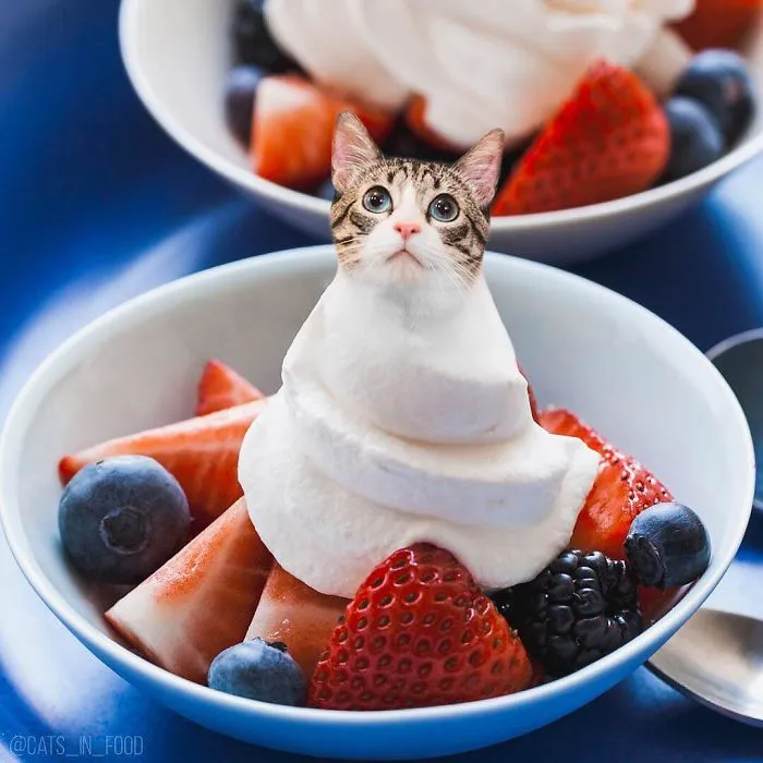 I Started Photoshopping Cats Into Food, And Somehow Ended Up Getting 74,000 Followers On Instagram