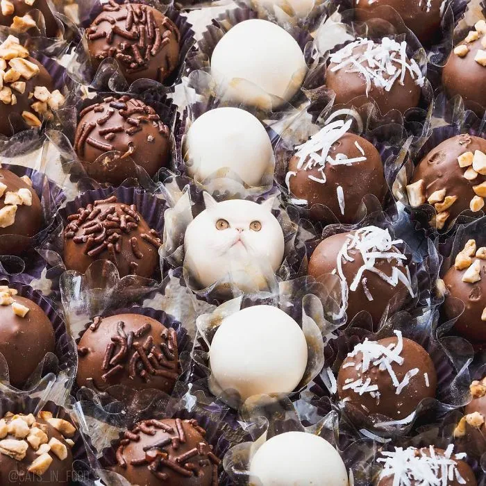 I Started Photoshopping Cats Into Food, And Somehow Ended Up Getting 74,000 Followers On Instagram