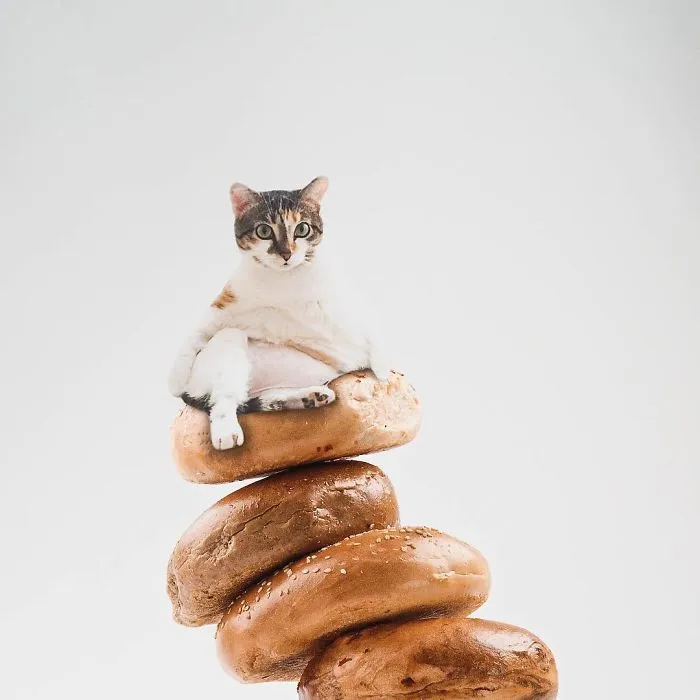I Started Photoshopping Cats Into Food, And Somehow Ended Up Getting 74,000 Followers On Instagram