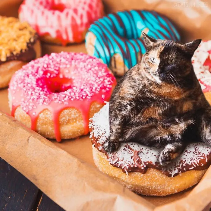 I Started Photoshopping Cats Into Food, And Somehow Ended Up Getting 74,000 Followers On Instagram