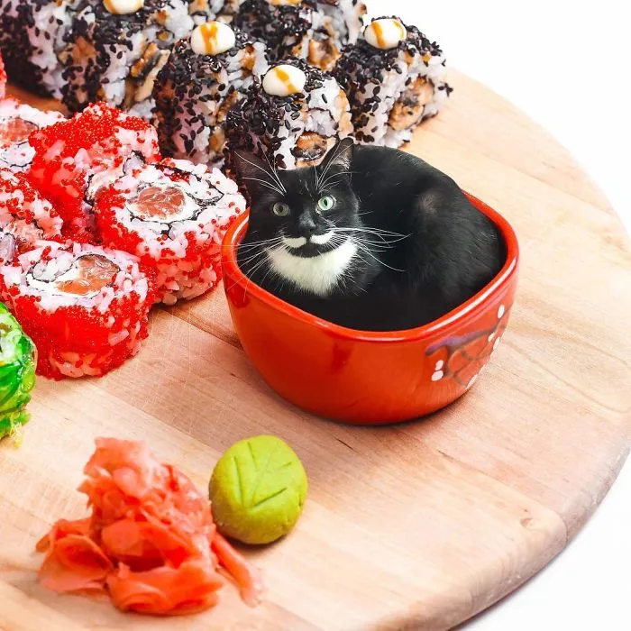 I Started Photoshopping Cats Into Food, And Somehow Ended Up Getting 74,000 Followers On Instagram