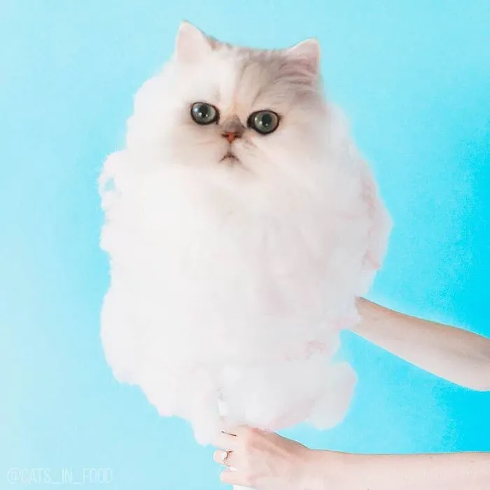 I Started Photoshopping Cats Into Food, And Somehow Ended Up Getting 74,000 Followers On Instagram