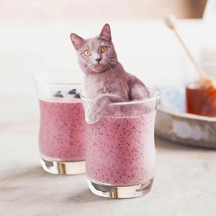 I Started Photoshopping Cats Into Food, And Somehow Ended Up Getting 74,000 Followers On Instagram
