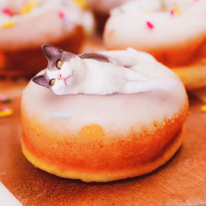 I Started Photoshopping Cats Into Food, And Somehow Ended Up Getting 74,000 Followers On Instagram