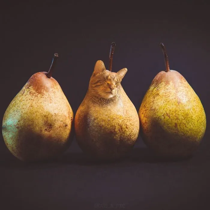 I Started Photoshopping Cats Into Food, And Somehow Ended Up Getting 74,000 Followers On Instagram