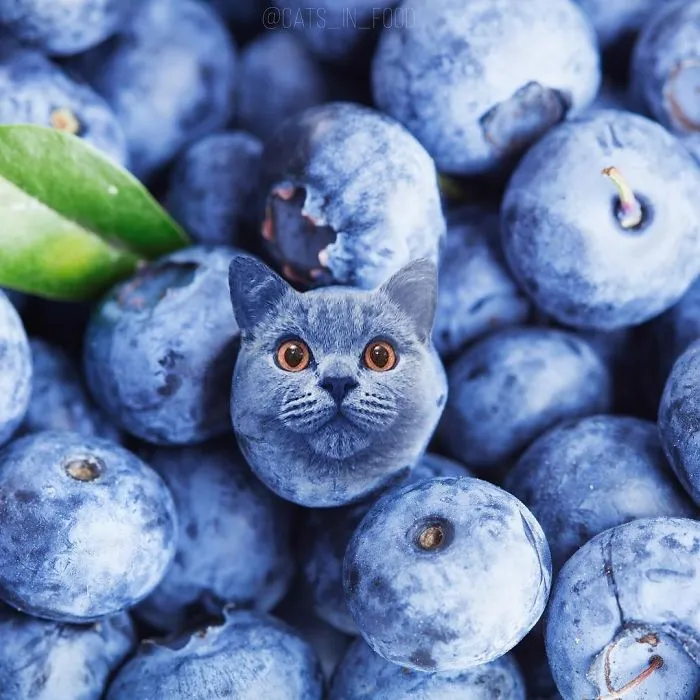 I Started Photoshopping Cats Into Food, And Somehow Ended Up Getting 74,000 Followers On Instagram