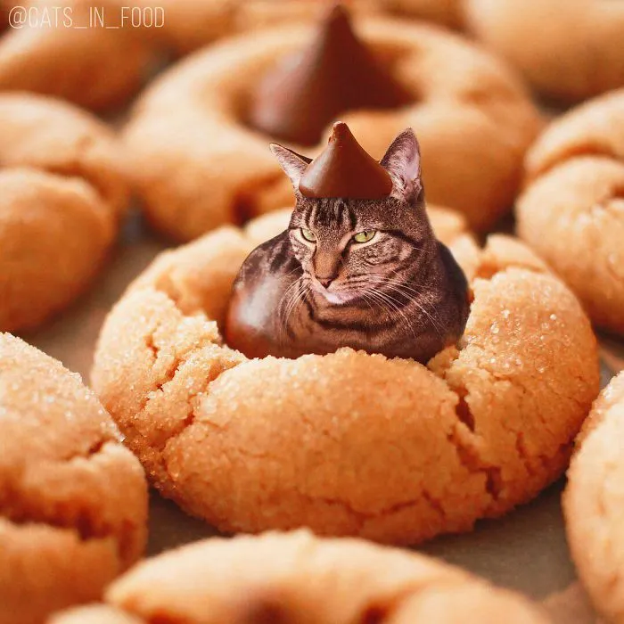 I Started Photoshopping Cats Into Food, And Somehow Ended Up Getting 74,000 Followers On Instagram
