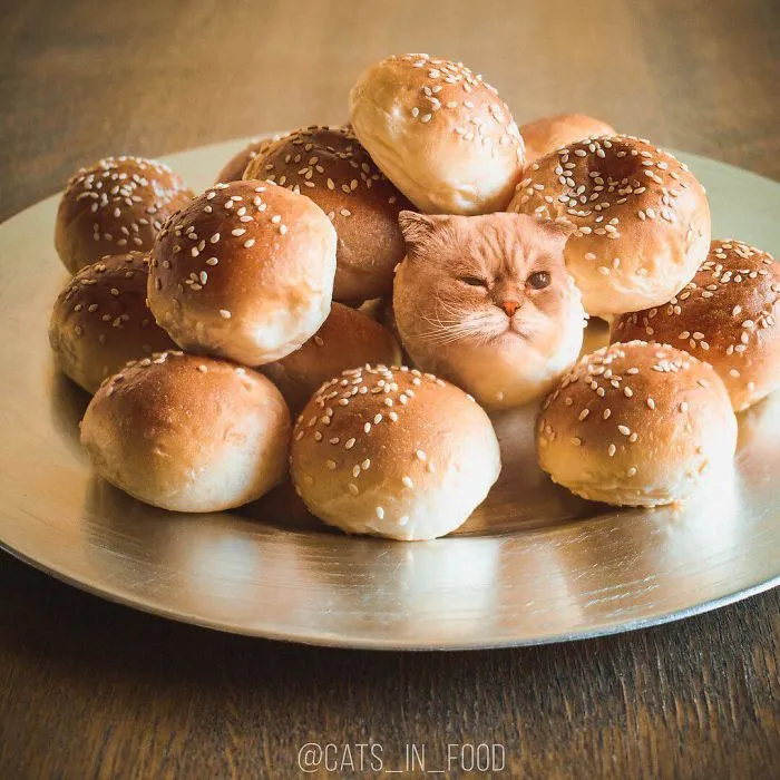I Started Photoshopping Cats Into Food, And Somehow Ended Up Getting 74,000 Followers On Instagram