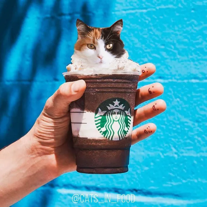 I Started Photoshopping Cats Into Food, And Somehow Ended Up Getting 74,000 Followers On Instagram