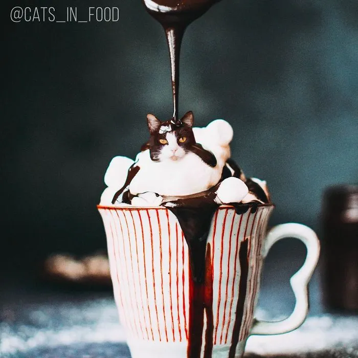 I Started Photoshopping Cats Into Food, And Somehow Ended Up Getting 74,000 Followers On Instagram