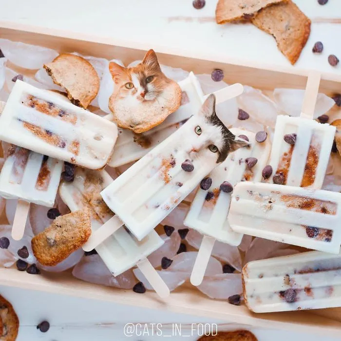 I Started Photoshopping Cats Into Food, And Somehow Ended Up Getting 74,000 Followers On Instagram