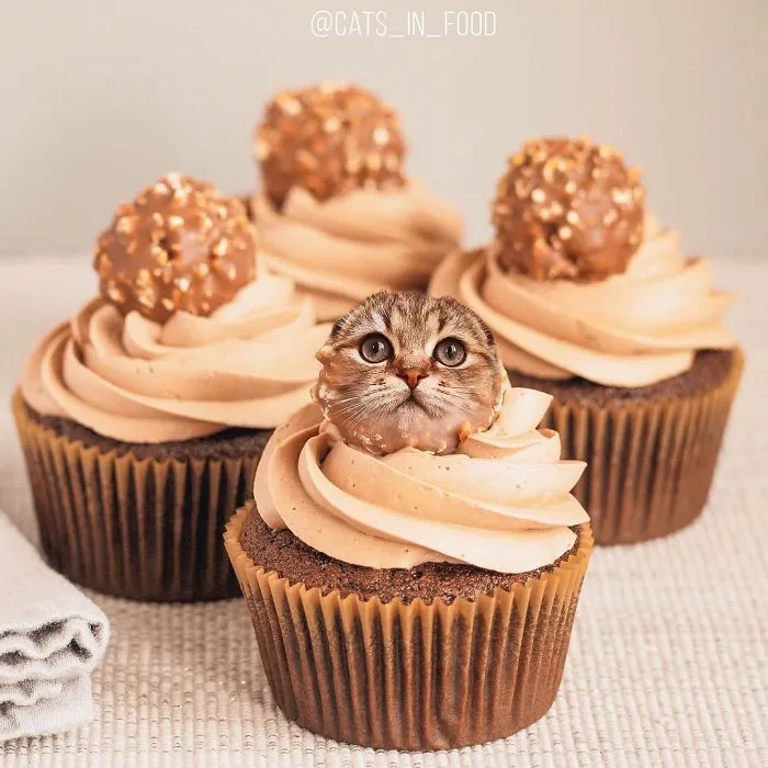 I Started Photoshopping Cats Into Food, And Somehow Ended Up Getting 74,000 Followers On Instagram