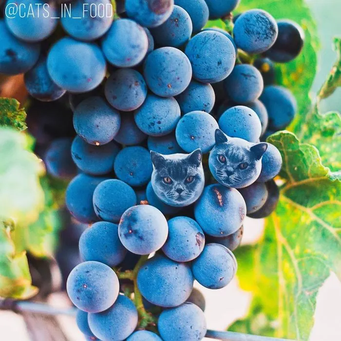 I Started Photoshopping Cats Into Food, And Somehow Ended Up Getting 74,000 Followers On Instagram