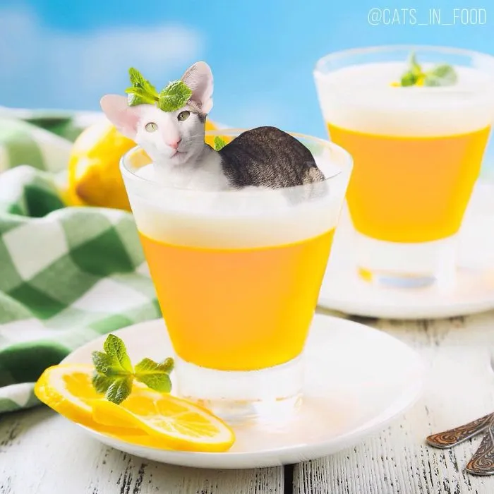 I Started Photoshopping Cats Into Food, And Somehow Ended Up Getting 74,000 Followers On Instagram