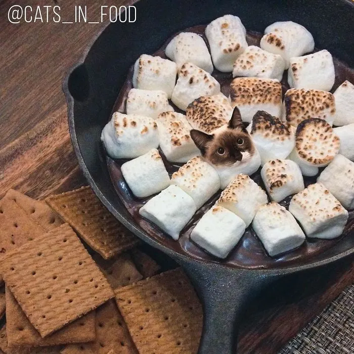 I Started Photoshopping Cats Into Food, And Somehow Ended Up Getting 74,000 Followers On Instagram