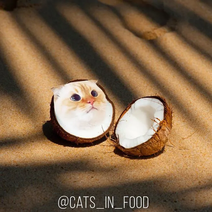 I Started Photoshopping Cats Into Food, And Somehow Ended Up Getting 74,000 Followers On Instagram