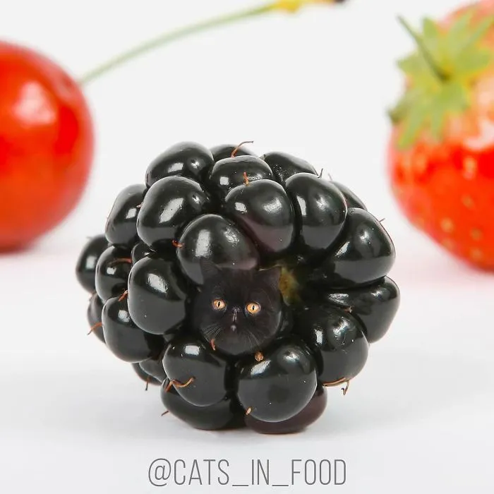 I Started Photoshopping Cats Into Food, And Somehow Ended Up Getting 74,000 Followers On Instagram