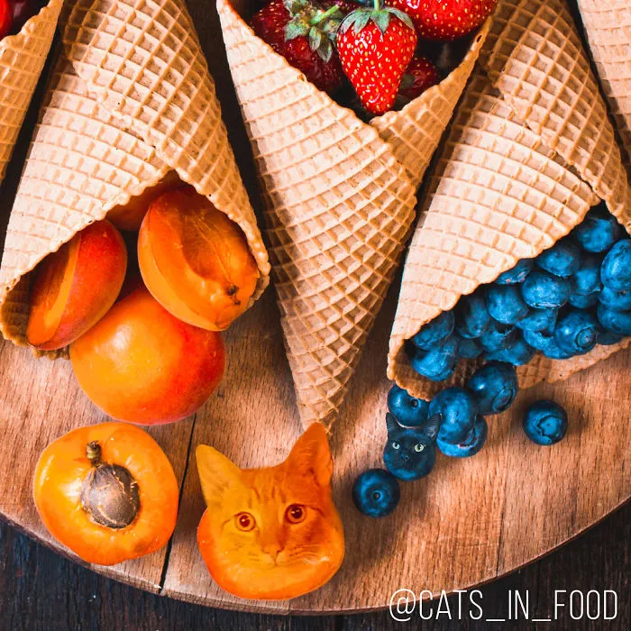 I Started Photoshopping Cats Into Food, And Somehow Ended Up Getting 74,000 Followers On Instagram