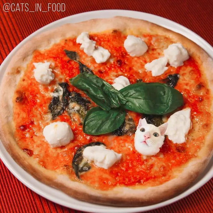 I Started Photoshopping Cats Into Food, And Somehow Ended Up Getting 74,000 Followers On Instagram